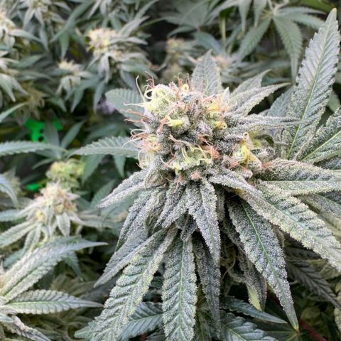 Badazz OG Cheese  growlog timeline photo
