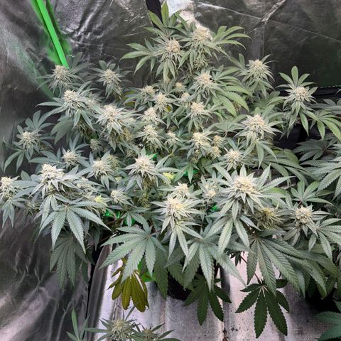 Badazz OG Cheese  growlog timeline photo