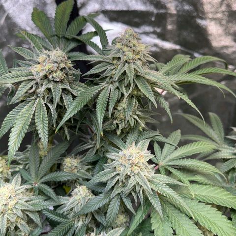 Badazz OG Cheese  growlog timeline photo