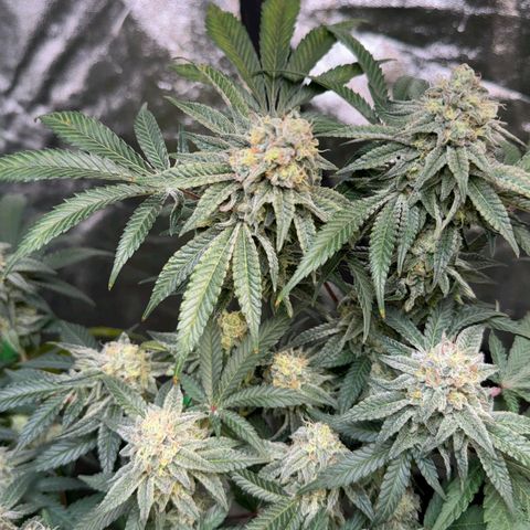 Badazz OG Cheese  growlog timeline photo