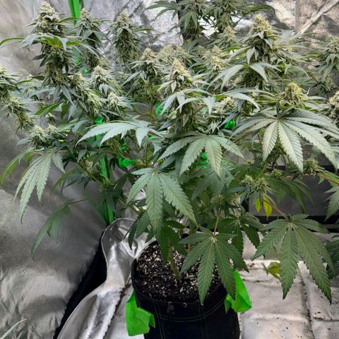 Badazz OG Cheese  growlog timeline photo