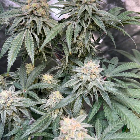 Badazz OG Cheese  growlog timeline photo