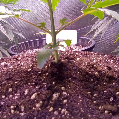 Rebellion OG test #2 growlog timeline photo