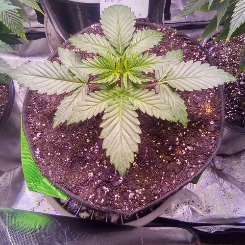 Rebellion OG test #2 growlog timeline photo