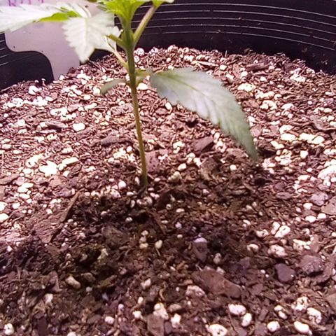 Rebellion OG test #1 growlog timeline photo
