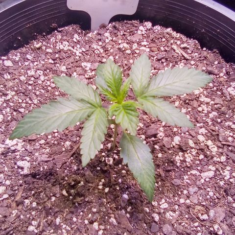 Rebellion OG test #1 growlog timeline photo