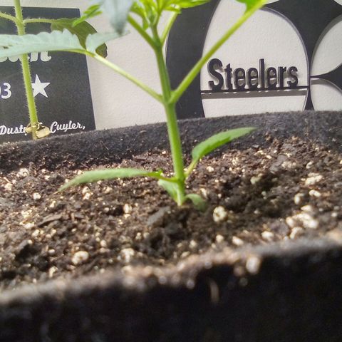 Rebellion OG test #3 growlog timeline photo
