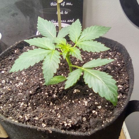 Rebellion OG test #3 growlog timeline photo