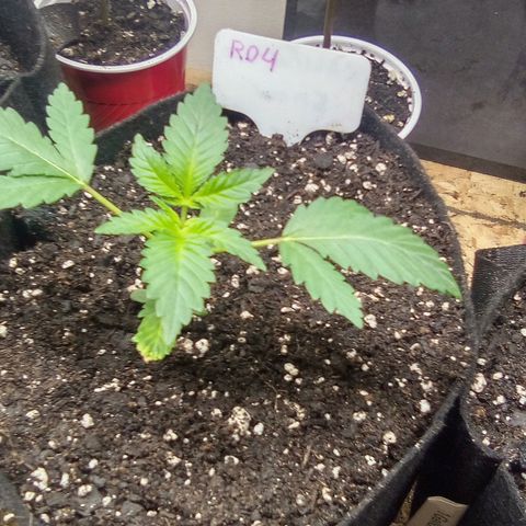 Rebellion OG test #4 growlog timeline photo