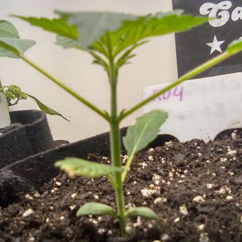 Rebellion OG test #4 growlog timeline photo