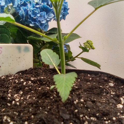 Rebellion OG test #5 growlog timeline photo
