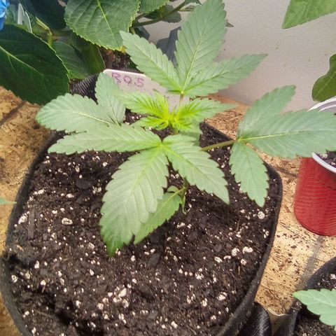 Rebellion OG test #5 growlog timeline photo