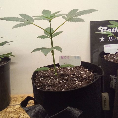 Rebellion OG test #5 growlog timeline photo