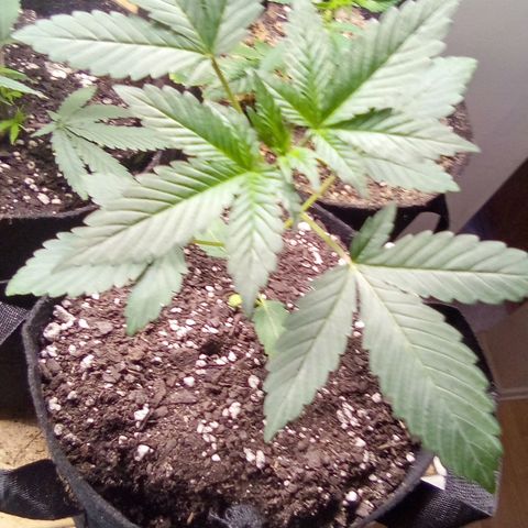 Rebellion OG test #5 growlog timeline photo