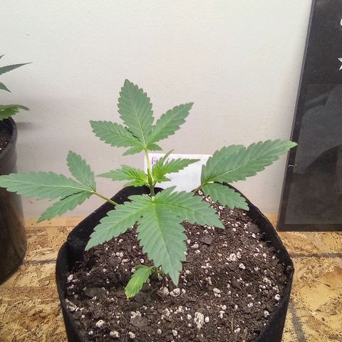 Rebellion OG test #4 growlog timeline photo