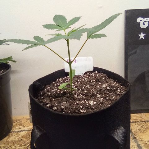 Rebellion OG test #4 growlog timeline photo