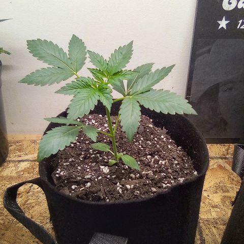 Rebellion OG test #3 growlog timeline photo