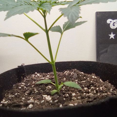 Rebellion OG test #3 growlog timeline photo