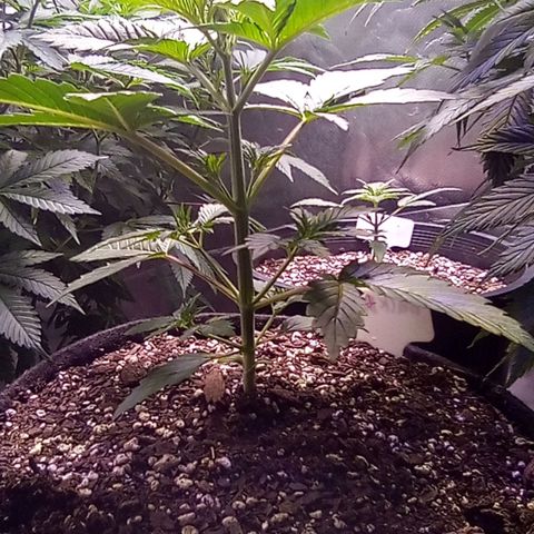 Rebellion OG test #2 growlog timeline photo