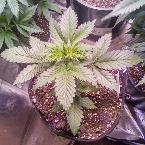 Rebellion OG test #2 growlog timeline photo