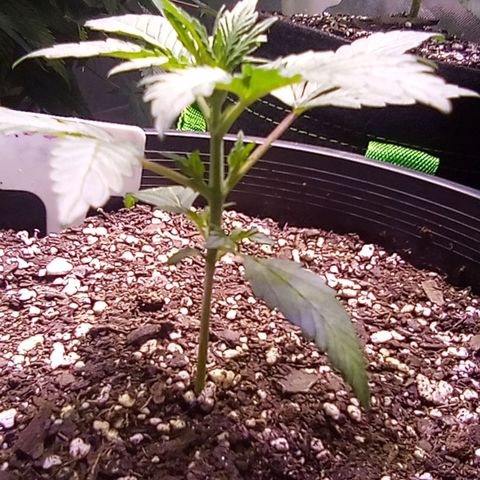 Rebellion OG test #1 growlog timeline photo