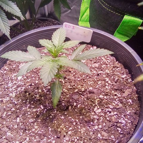 Rebellion OG test #1 growlog timeline photo