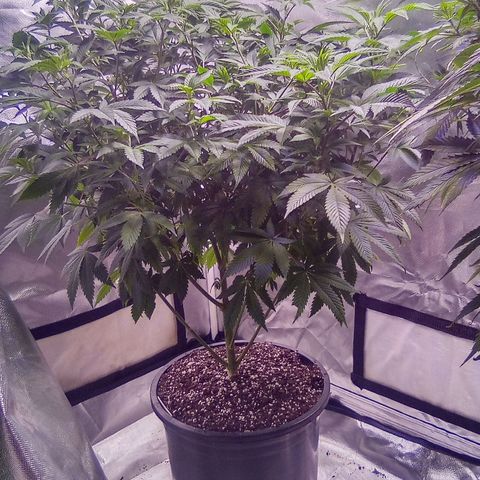 Witches wedding growlog timeline photo