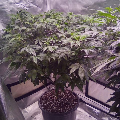 Witches wedding growlog timeline photo