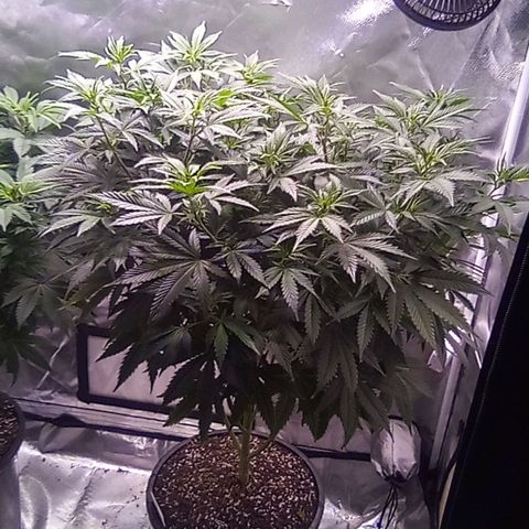 White widow growlog timeline photo