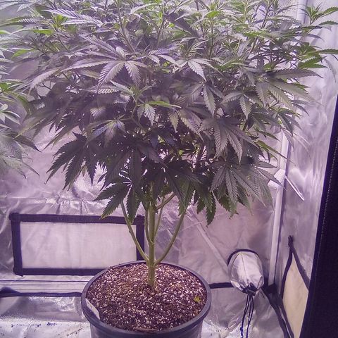 White widow growlog timeline photo