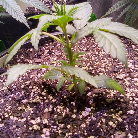 Rebellion OG test #1 growlog timeline photo