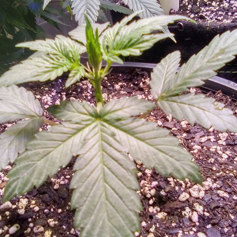 Rebellion OG test #1 growlog timeline photo