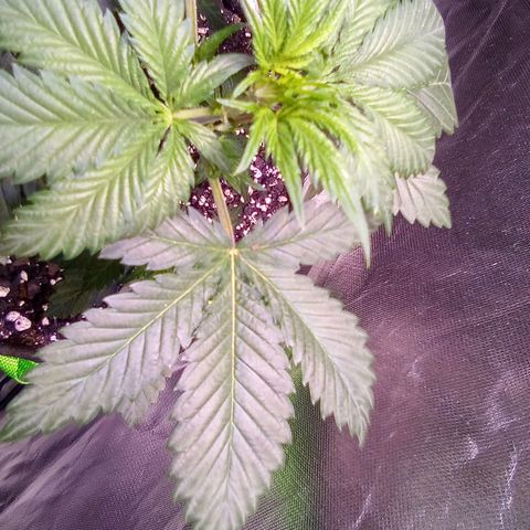 Rebellion OG test #2 growlog timeline photo
