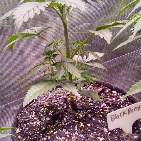 Rebellion OG test #2 growlog timeline photo