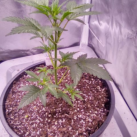 Rebellion OG test #1 growlog timeline photo
