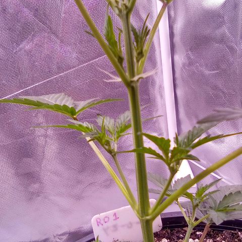 Rebellion OG test #1 growlog timeline photo