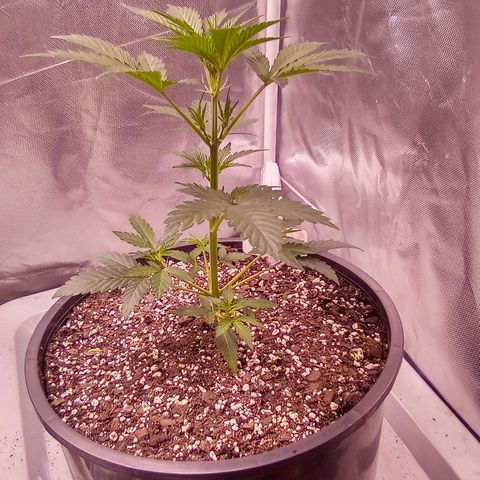 Rebellion OG test #1 growlog timeline photo