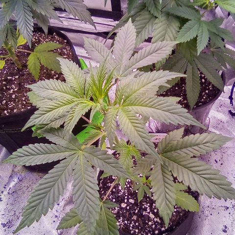 Rebellion OG test #4 growlog timeline photo