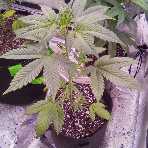 Rebellion OG test #4 growlog timeline photo