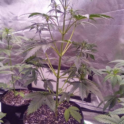 Rebellion OG test #2 growlog timeline photo