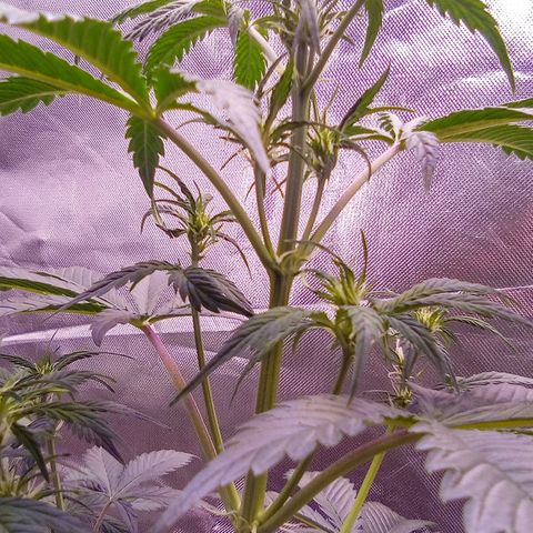 Rebellion OG test #2 growlog timeline photo