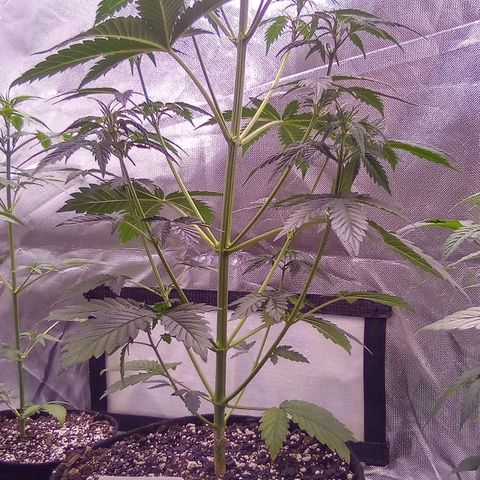 Rebellion OG test #2 growlog timeline photo