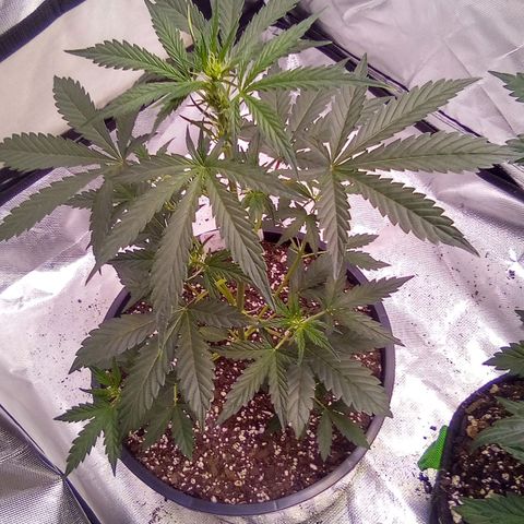 Rebellion OG test #1 growlog timeline photo