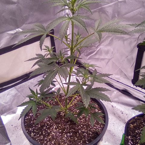 Rebellion OG test #1 growlog timeline photo