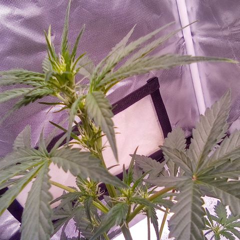 Rebellion OG test #1 growlog timeline photo