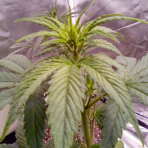 Rebellion OG test #5 growlog timeline photo