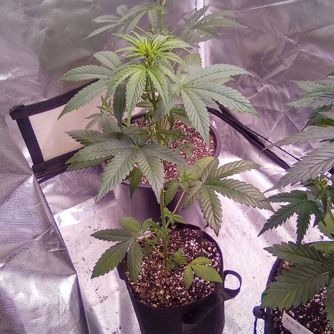 Rebellion OG test #5 growlog timeline photo