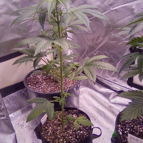 Rebellion OG test #5 growlog timeline photo