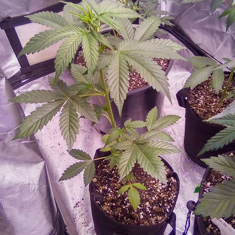 Rebellion OG test #3 growlog timeline photo