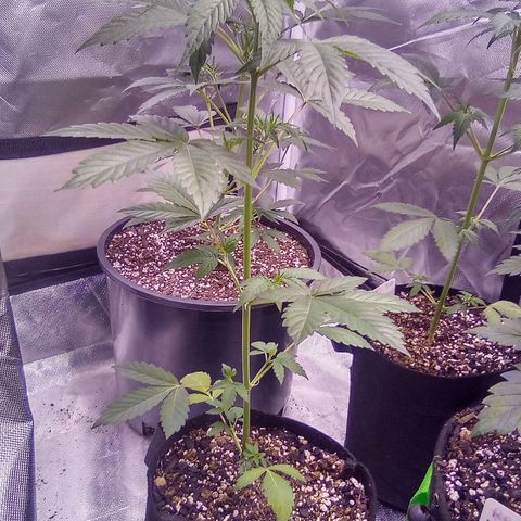 Rebellion OG test #3 growlog timeline photo